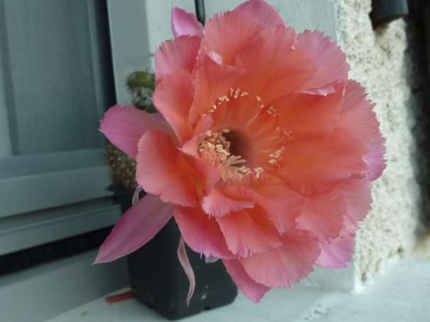 Echinopsis sierra skyline