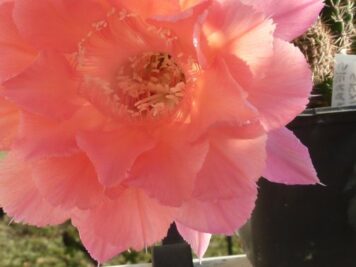 Echinopsis sierra skyline