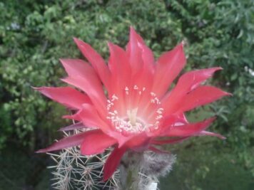 Echinopsis hybride cv. QUIRTAL SQUIRT