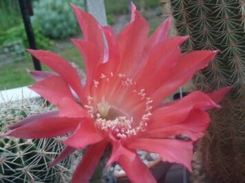 Echinopsis hybride cv. QUIRTAL SQUIRT