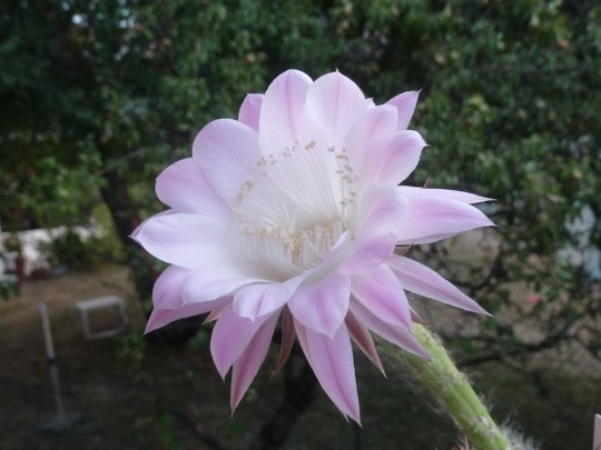 Echinopsis cv Princesse Anne