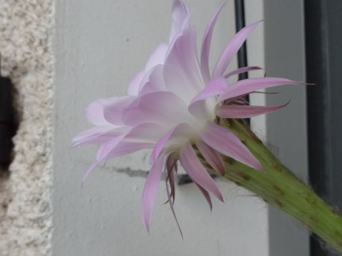 Echinopsis cv Princesse Anne