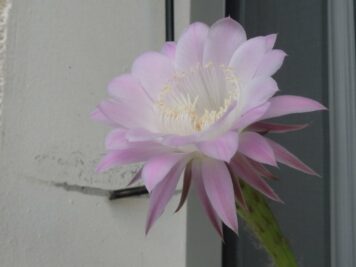 Echinopsis cv Princesse Anne