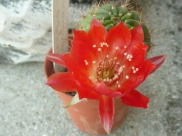 Echinopsis hertrichiana laui