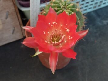 Echinopsis hertrichiana laui