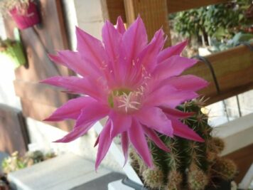 Echinopsis hybrid cv MARIA PIAZZA