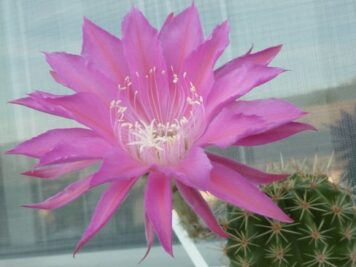 Echinopsis hybrid cv MARIA PIAZZA