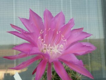 Echinopsis hybrid cv MARIA PIAZZA