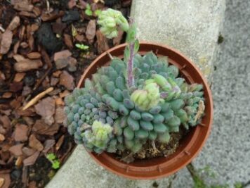 Echeveria setosa var deminuta