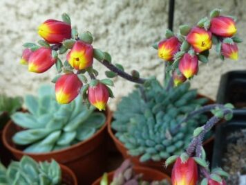 Echeveria setosa var deminuta