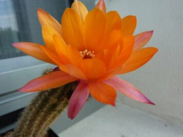 Chamaecereus Aquarius