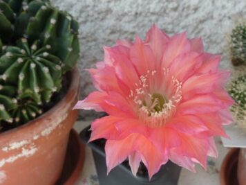 Echinopsis hybrid cv. MONET