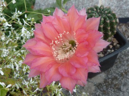 Echinopsis hybrid cv. MONET