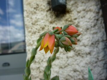 Echeveria fabiola