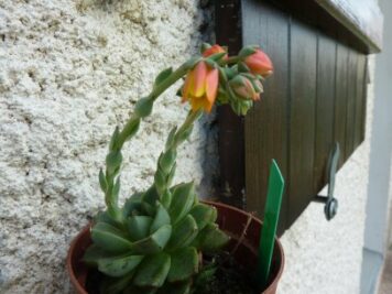 Echeveria fabiola