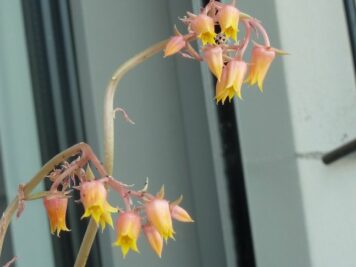 Echeveria tolimanensis