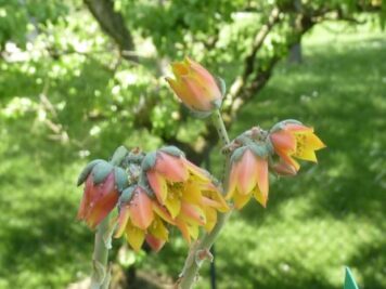 Echeveria fabiola