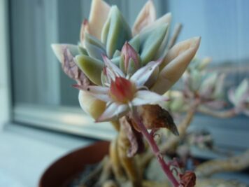 x Graptosedum Merlin