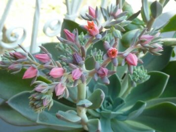 Echeveria blue prince