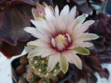 Gymnocalycium bruchii sp 4