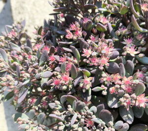 crassula schmidtii