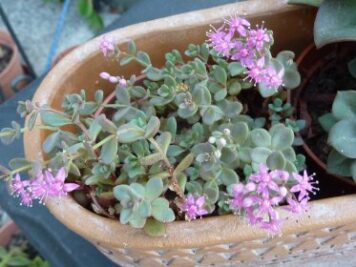 Sedum Cyaneum Sachalin