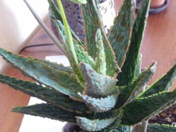 Aloe Viper