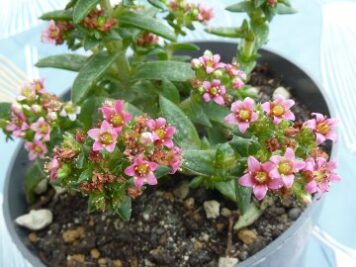 crassula schmidtii