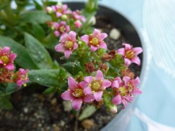 crassula schmidtii