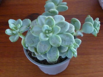 Sedum Clavatum