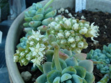 Sedum Clavatum
