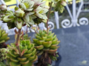 Sedeveria Letizia