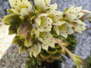 Sedeveria Letizia