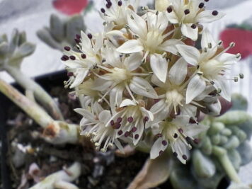 Sedum Clavatum