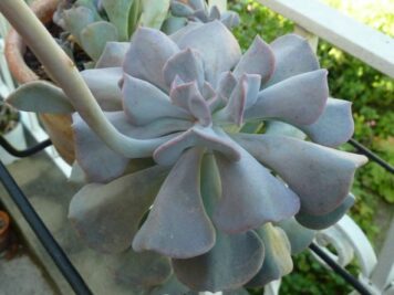 Echeveria cubic frost