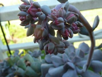 Echeveria cubic frost