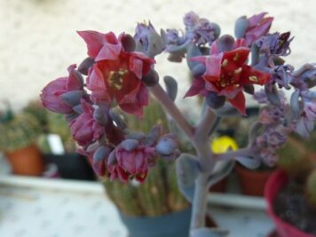 Echeveria cubic frost