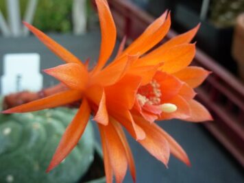 xMatucana madisoniorum