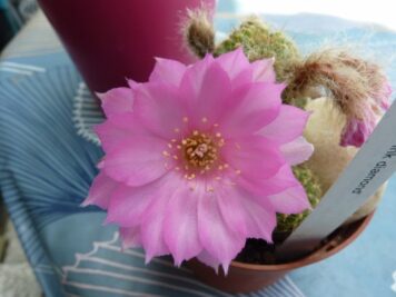 Chamaelobivia Pink Diamond