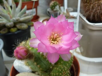 Chamaelobivia Pink Diamond