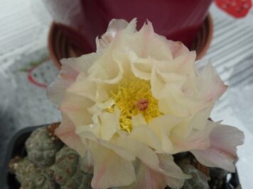 Puna bonnieae