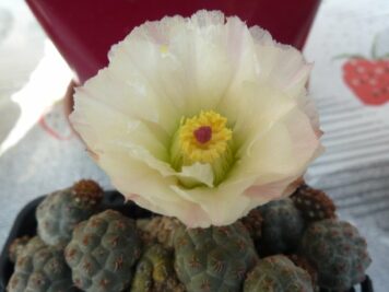 Puna bonnieae