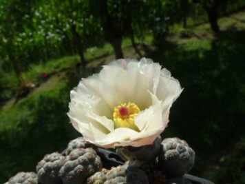 Puna bonnieae