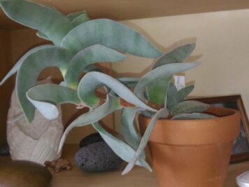 Crassula falcata