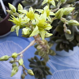 Graptosedum anis