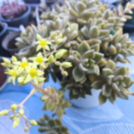 Graptosedum anis