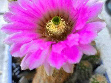 Echinocereus ledingii F1 Hyb