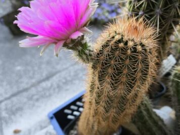 Echinocereus ledingii F1 Hyb