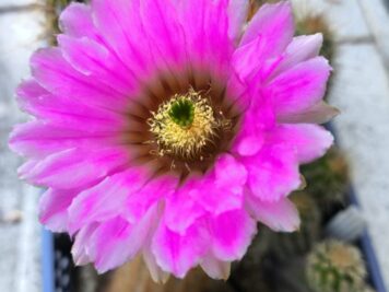 Echinocereus ledingii F1 Hyb