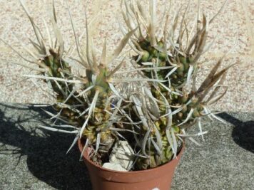 Tephrocactus papyracanthus